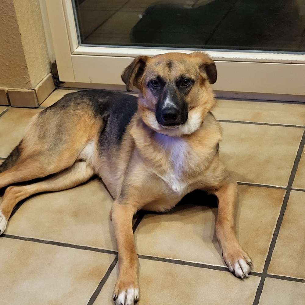 Hundetreffen-Malik möchte gerne seine Artgenossen kennen lernen und ist auf der Suche nach neuen Freunden-Profilbild