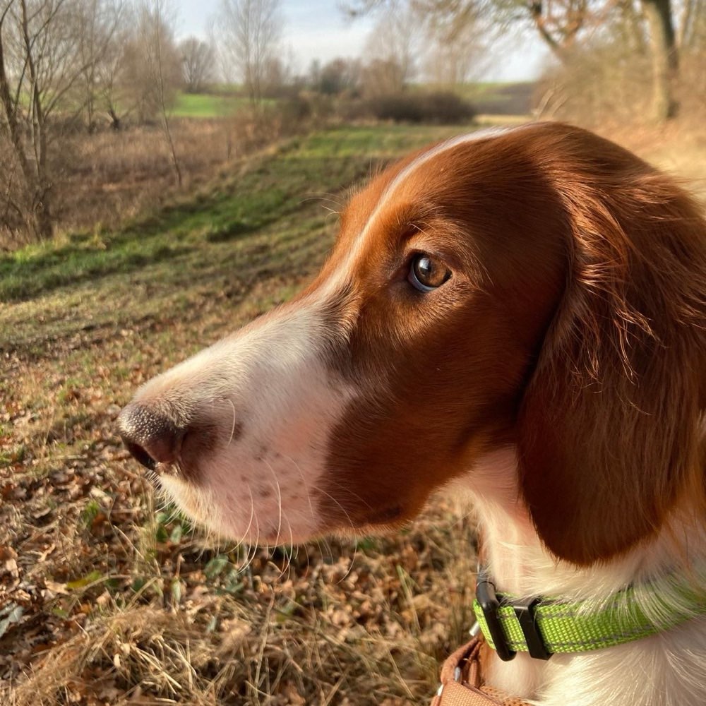 Hundetreffen-Welpentreffen-Profilbild