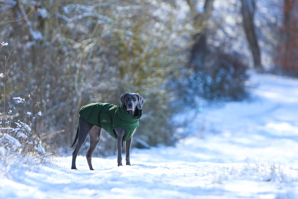 Schneegestöber Banner