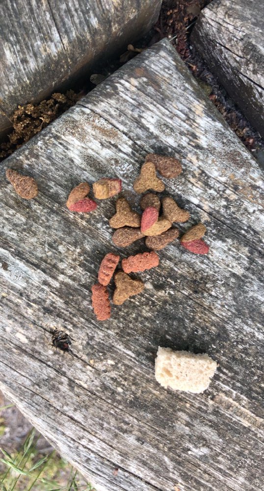 Giftköder-Eventueller Giftköder-Profilbild