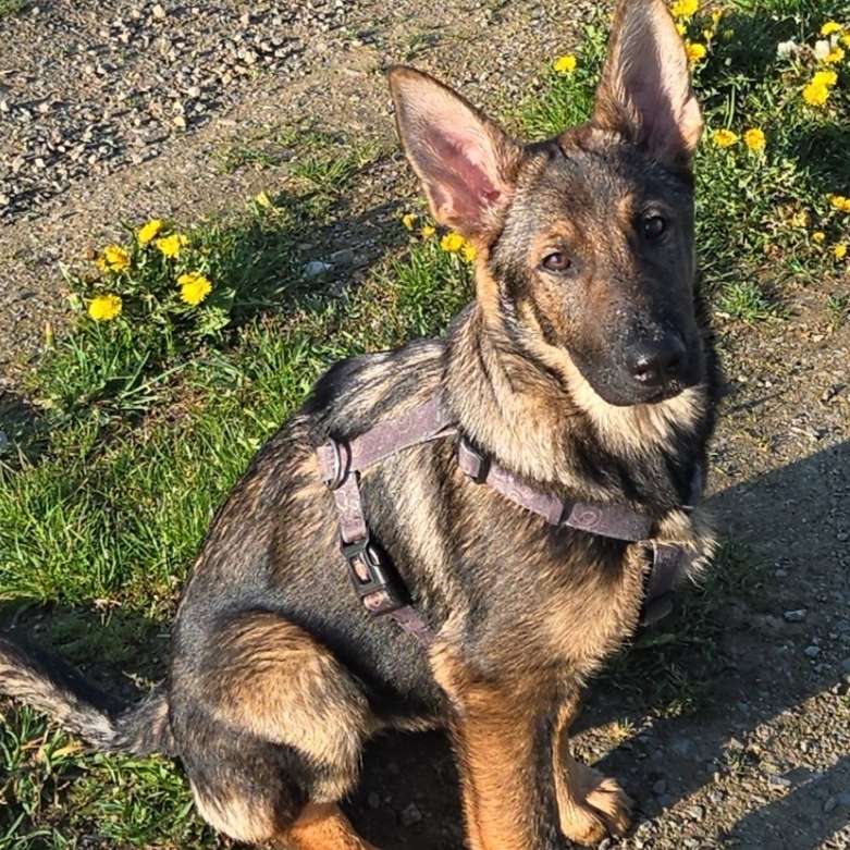 Hundetreffen-Spielfreunde gesucht-Profilbild