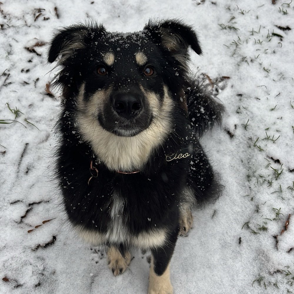 Hundetreffen-Gassi gehen mit Cleo-Profilbild