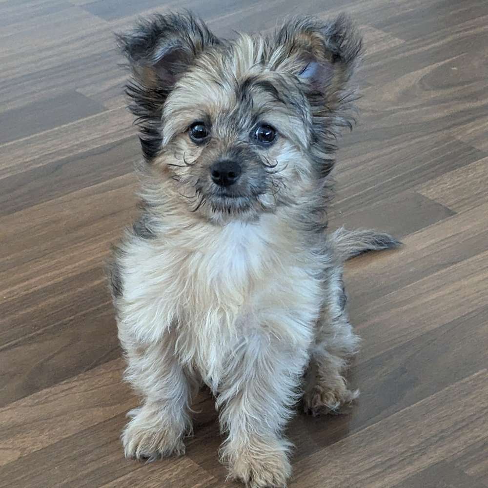 Hundetreffen-Spiel und Gassirunden-Profilbild