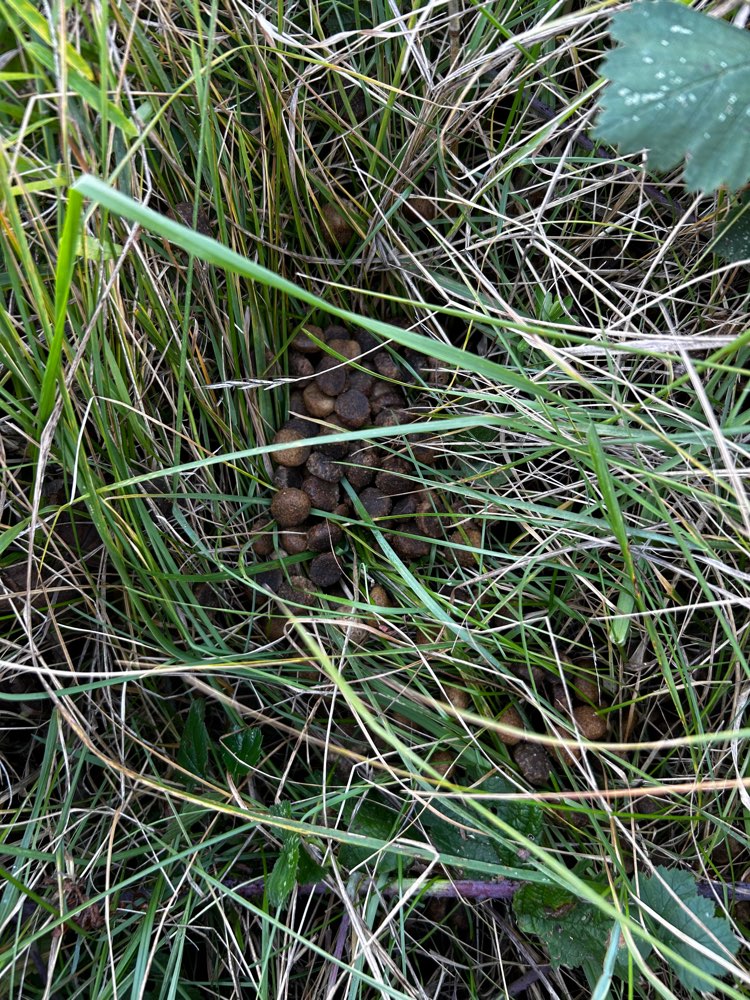 Giftköder-Ausgestreutes Hundefutter-Profilbild