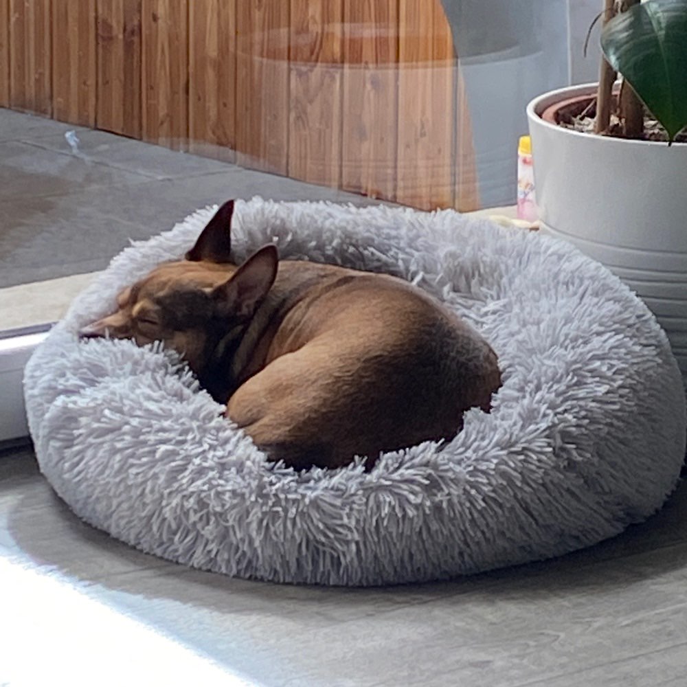 Hundetreffen-Spiel und Lauftreffpartner in Hamm gesucht-Profilbild