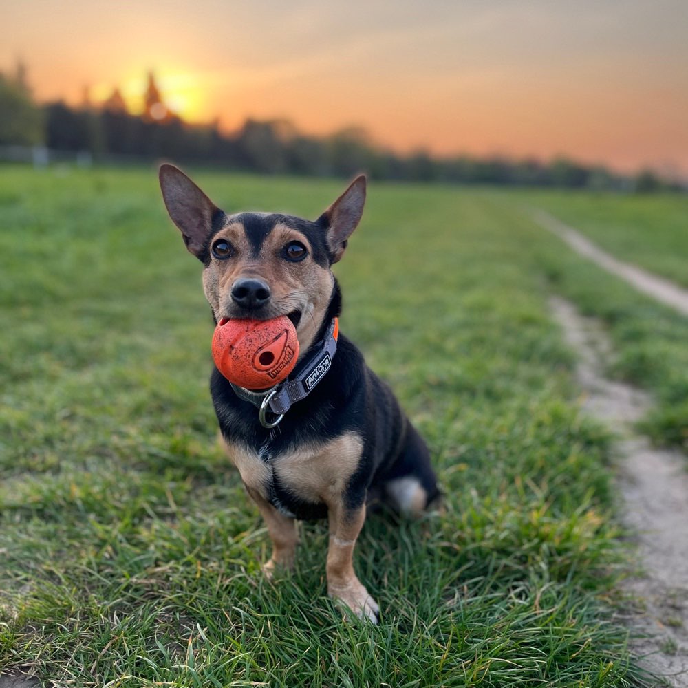 Hundetreffen-Hunderunde Elbwiese Tolkewitz bis Laubegast-Profilbild