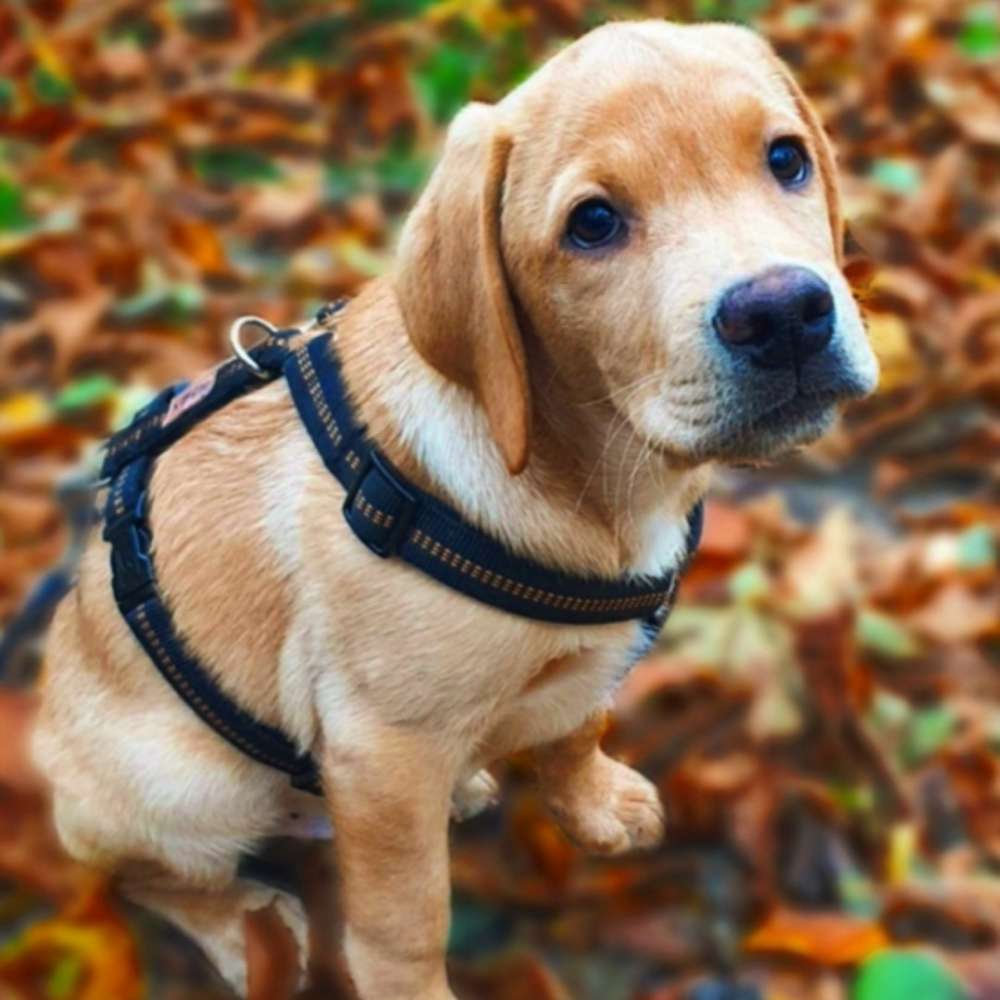 Hundetreffen-Welpe sucht Spielfreunde 🐶😁-Profilbild