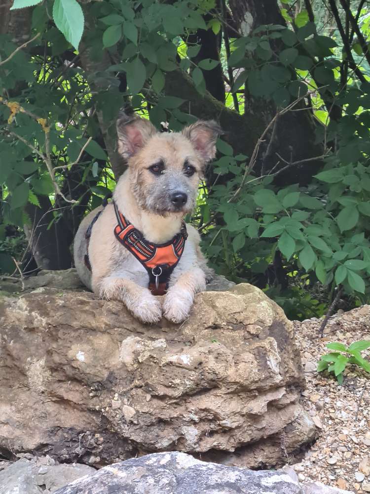 Hundetreffen-Gemeinsam Gassi gehen und Spass haben-Profilbild