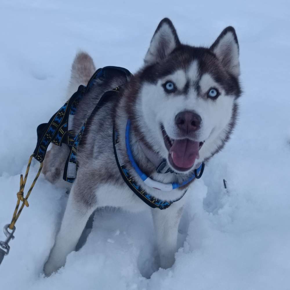 Hundetreffen-Spontanes Gassi gehen-Profilbild