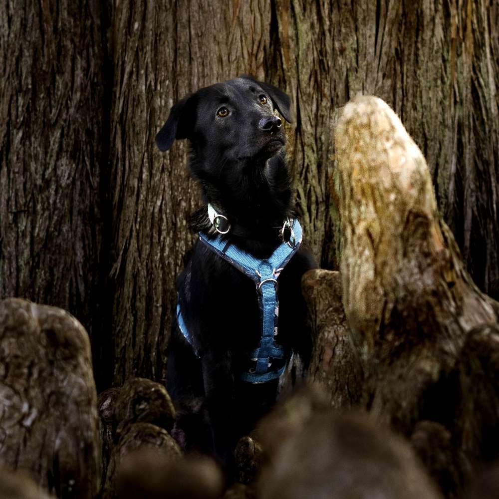 Hundetreffen-Spiel, Spaß und Austausch 🐶-Profilbild