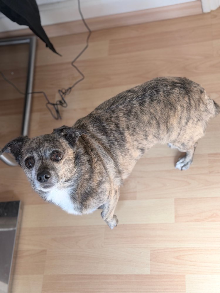 Hundetreffen-Hundetreff-Profilbild