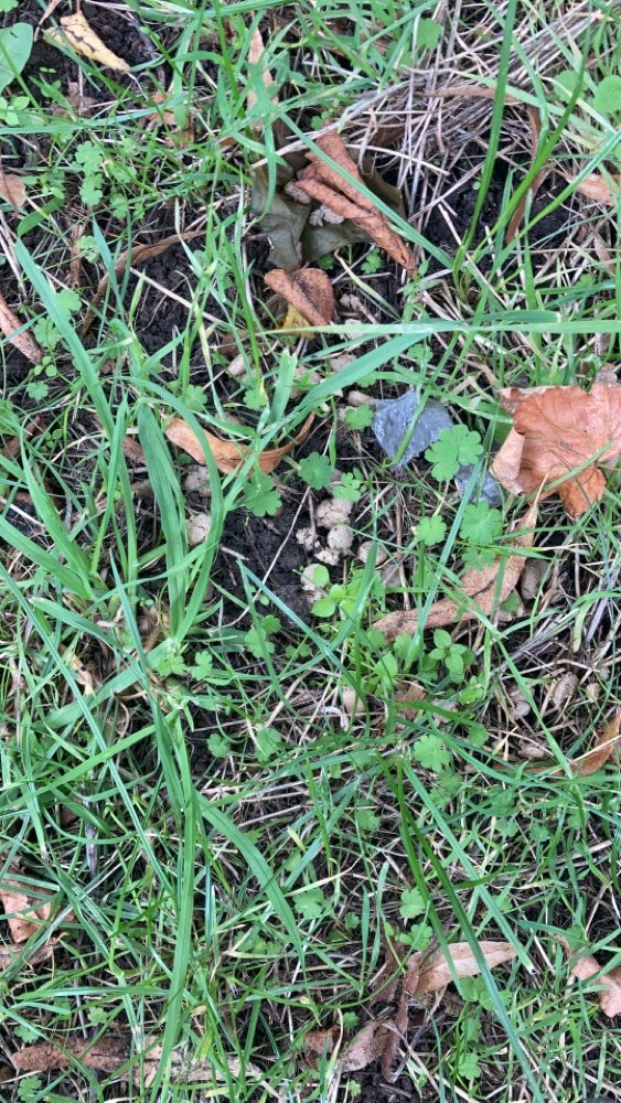 Giftköder-Trockenfutter an Baum verteilt-Profilbild