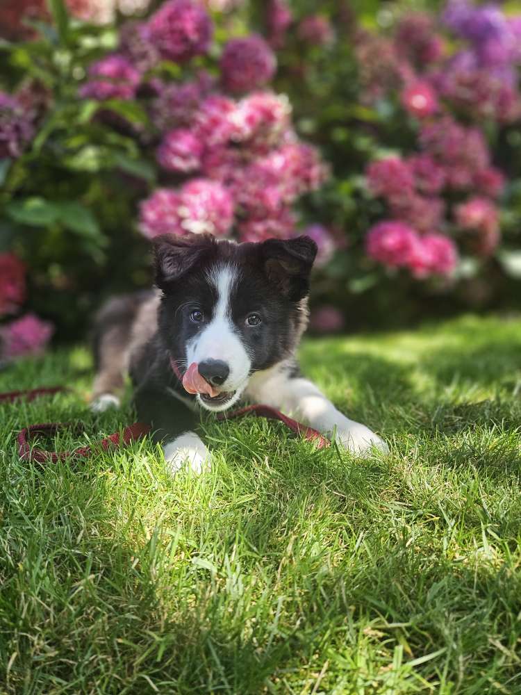 Hundetreffen-Welpentreffen in Coesfeld-Profilbild