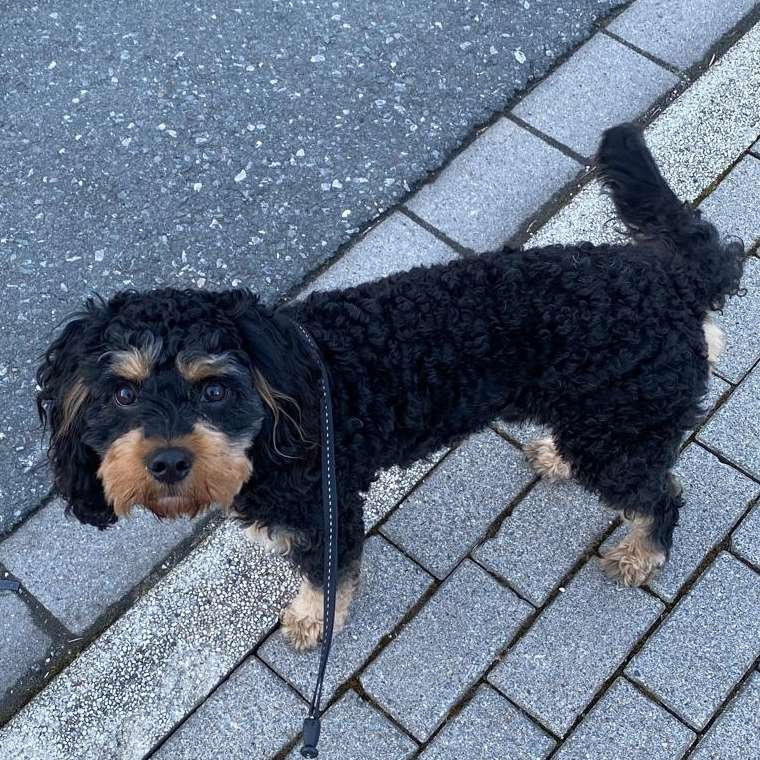 Hundetreffen-Junge Hund treffen-Profilbild