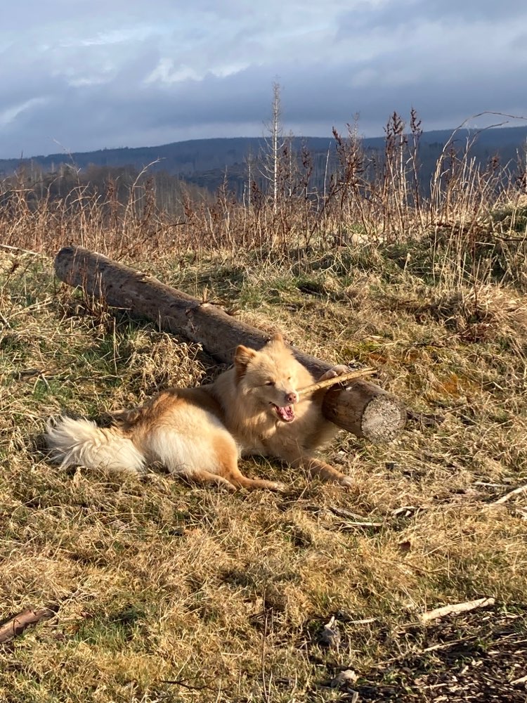 Hundetreffen-Spielspaß-Profilbild