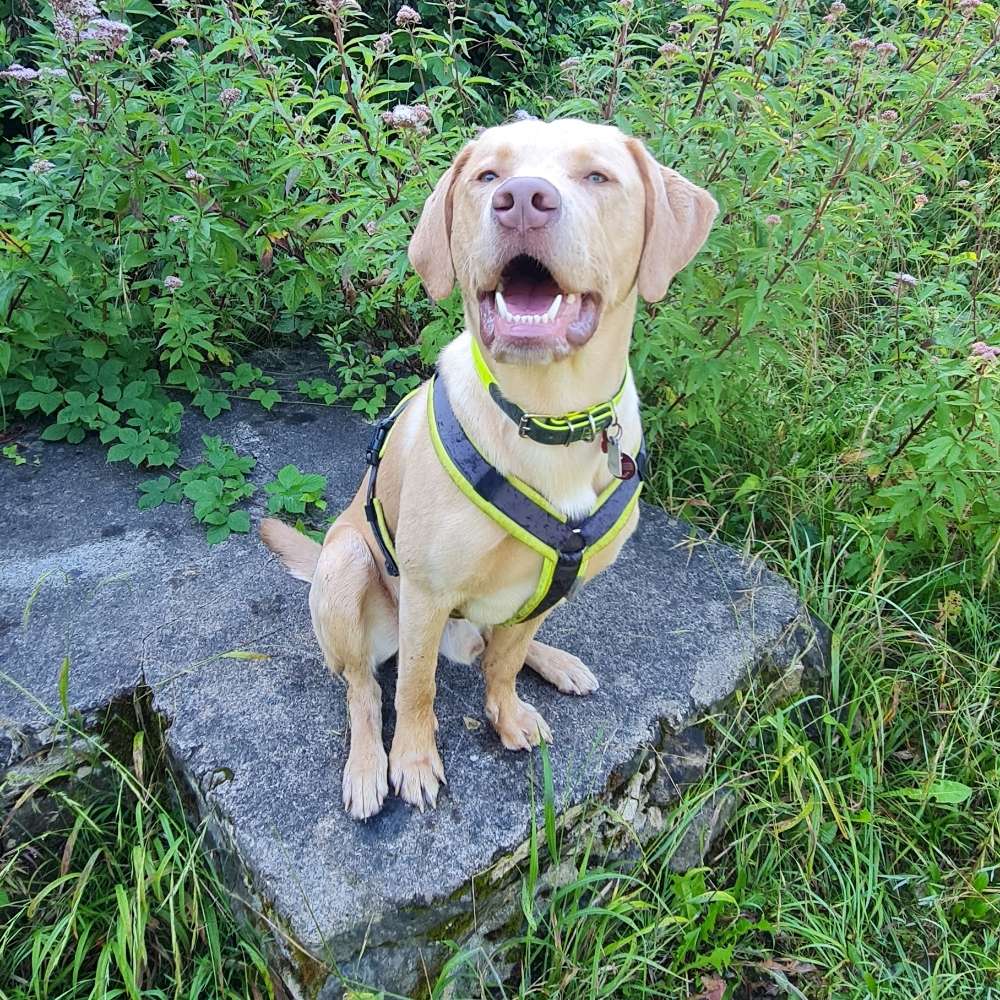 Hundetreffen-Spielkumpane für unseren Labbi-Profilbild