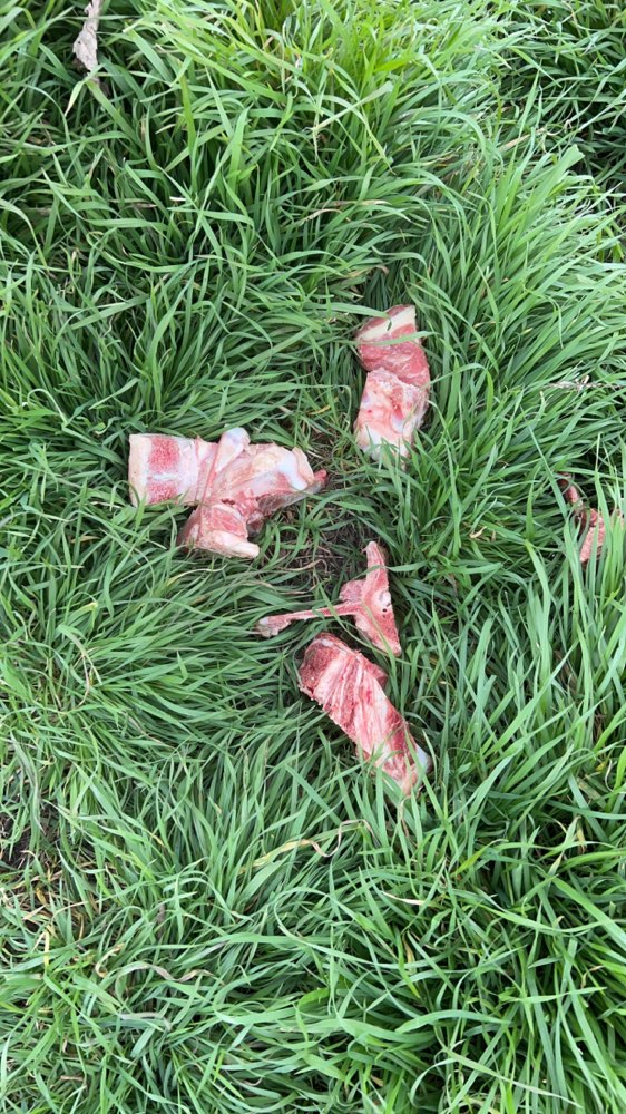 Giftköder-Knochenabfälle-Profilbild