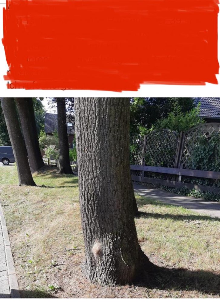 Giftköder-Eichenprozessionsspinner-Profilbild