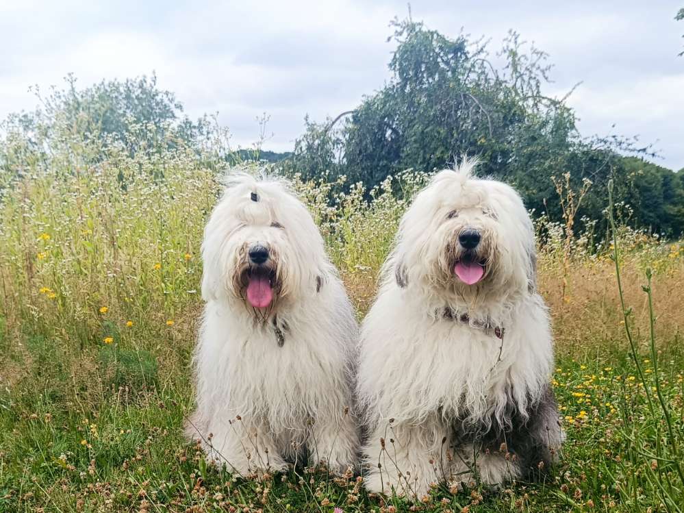 Hundetreffen-Gassirunden im kahlgrund-Profilbild