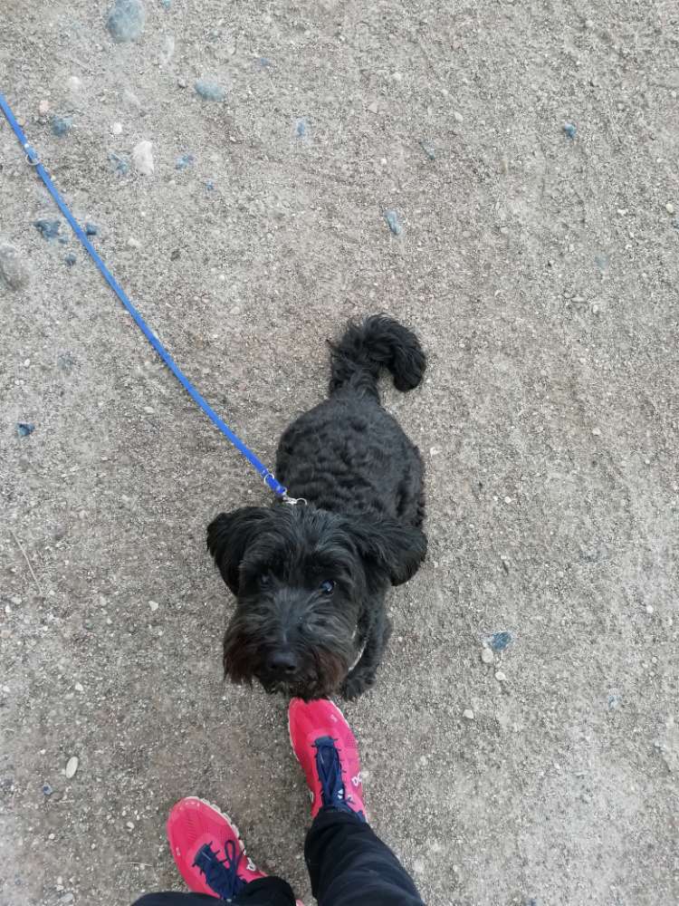 Hundetreffen-Social Walk Hildesheim, Gassi gehen-Profilbild