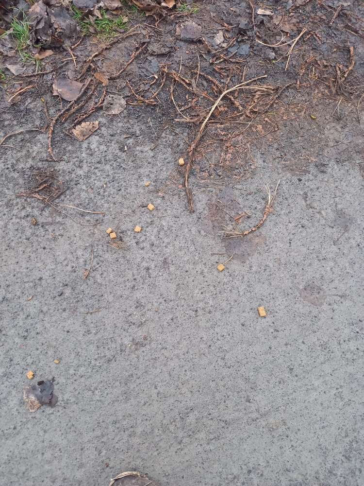 Giftköder-Ausgelegte Kaustange-Profilbild