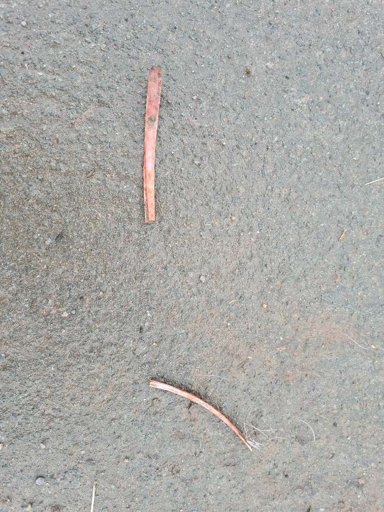 Giftköder-Knochen-Profilbild