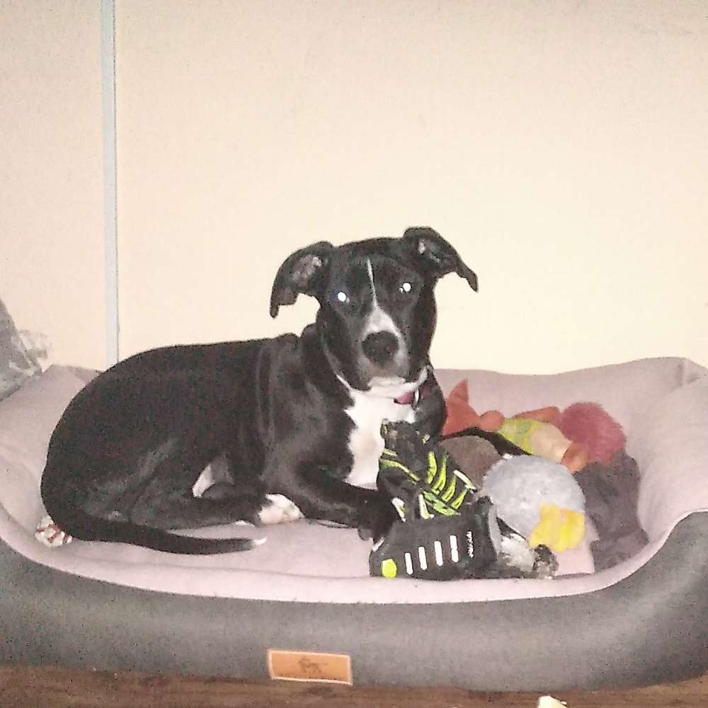 Hundetreffen-Hunde treffen Welpen treffen-Profilbild