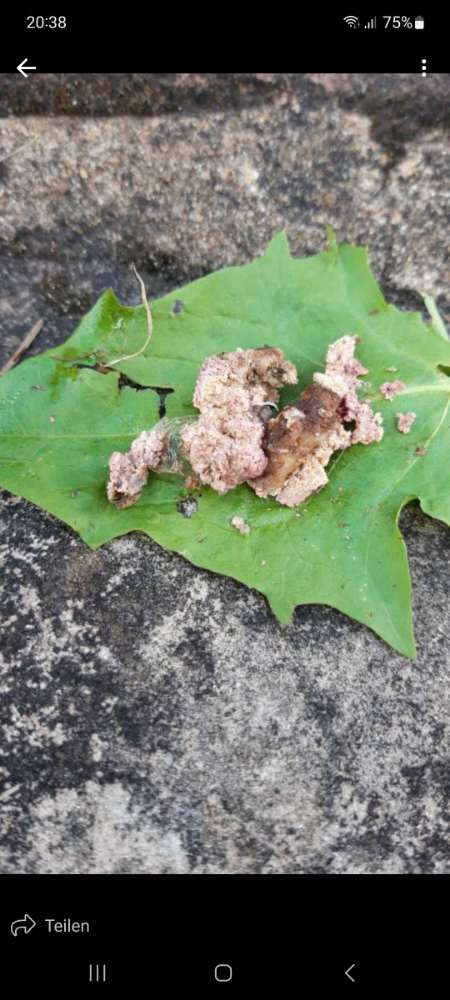 Giftköder-Giftköder-Profilbild