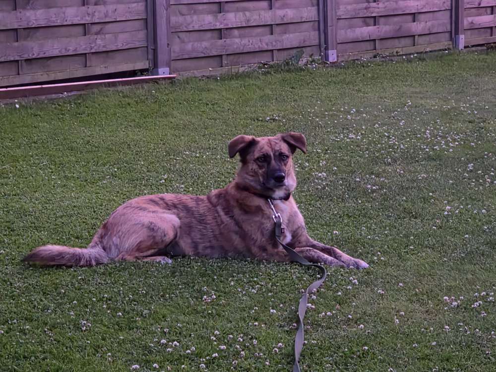 Hundetreffen-Gemütlicher Spaziergang-Profilbild