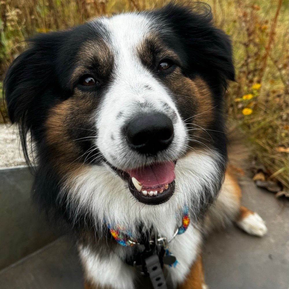 Hundetreffen-Welpentreffen zum spielen und toben-Profilbild