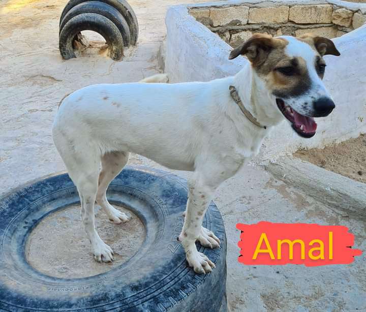 Hundetreffen-Junghunde Spieltreff-Profilbild