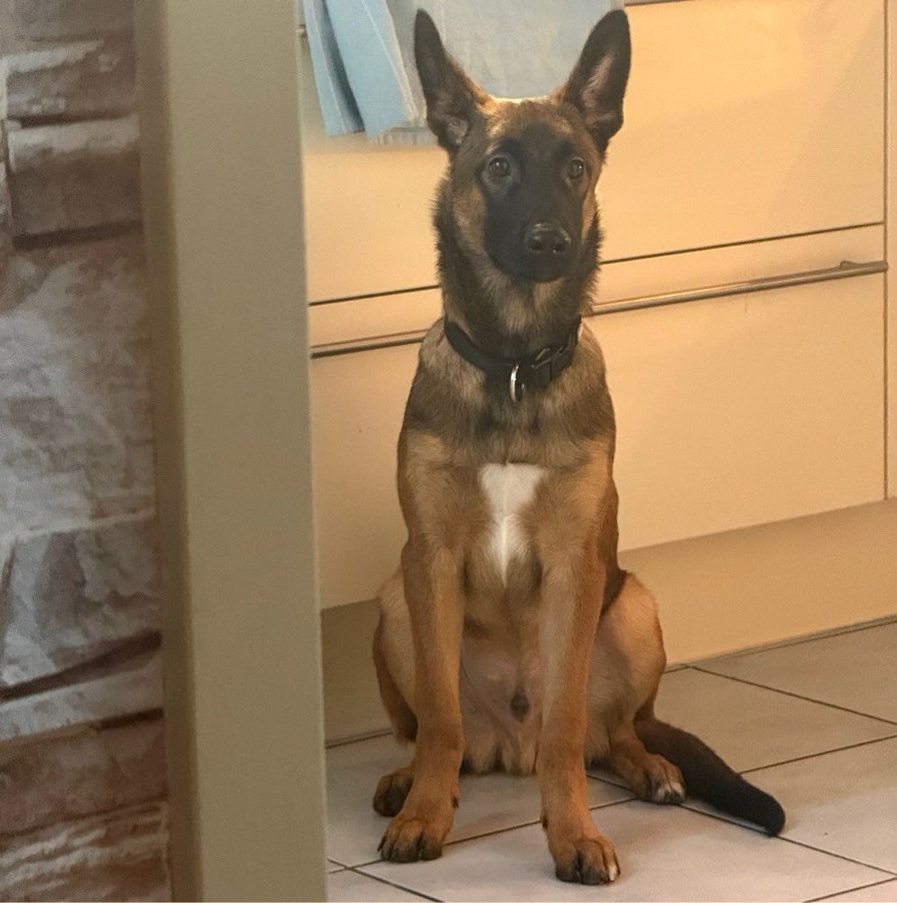 Hundetreffen-Reaktiver Hund für Hunde Begegnungen üben-Profilbild