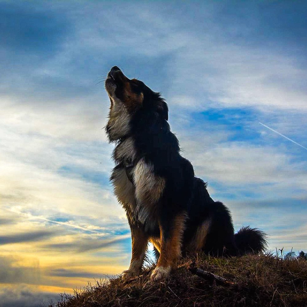 Hundetreffen-Bereit für Abenteuer? 💗-Profilbild