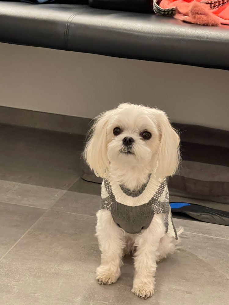 Hundetreffen-Kleine Hunde treffen in E-Werden-Profilbild