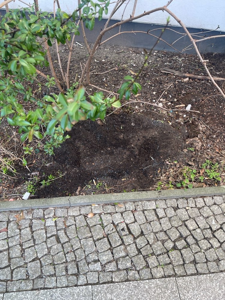 Giftköder-Giftköder in der Erde versteckt-Profilbild