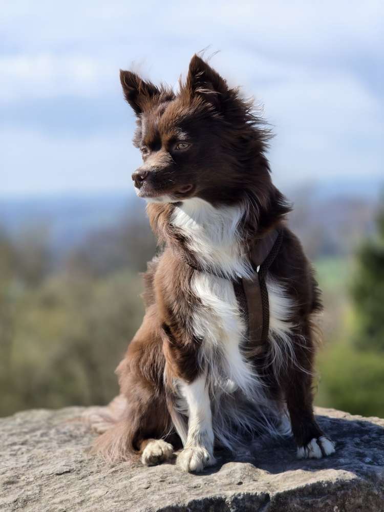 Hundetreffen-Gassirunden mit Zeit zum toben-Profilbild