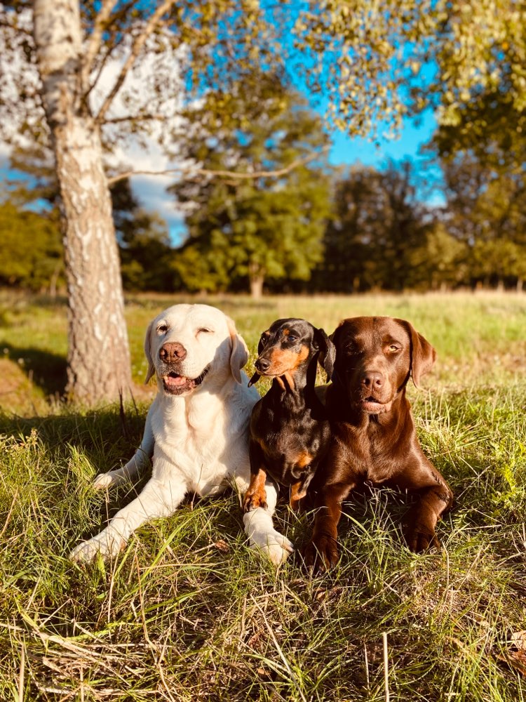 Hundetreffen-Spieltreffen (gerne Mädels)-Profilbild