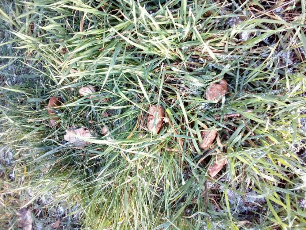 Giftköder-Fleisch-Profilbild