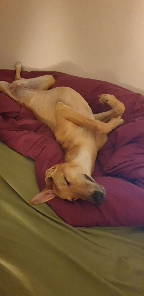 Hundetreffen-Neue Hundefreunde gesucht-Profilbild