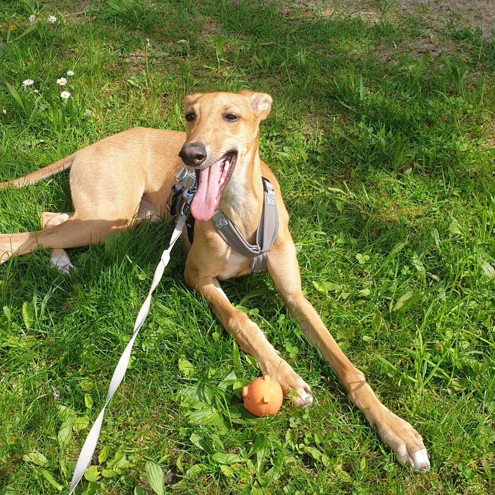 Hundetreffen-Spielen und Gassi-Profilbild