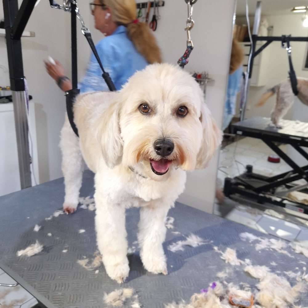 Dein Hund bei der Fellpflege Banner