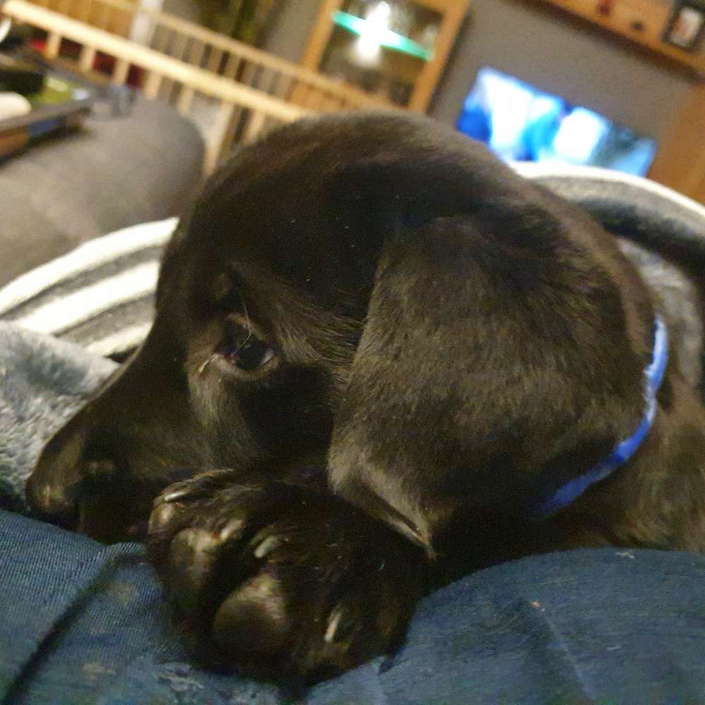 Hundetreffen-Welpentreff-Profilbild