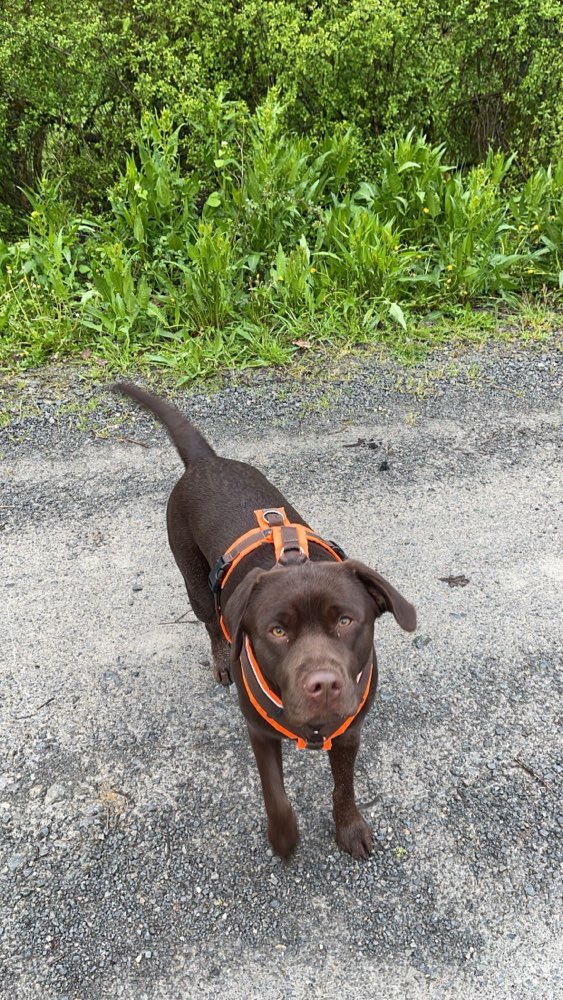 Hundetreffen-Gassirunde-Profilbild