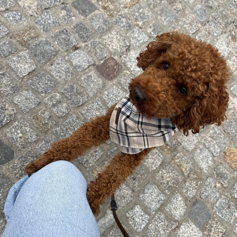 Hundetreffen-Spielgefährte gesucht-Profilbild