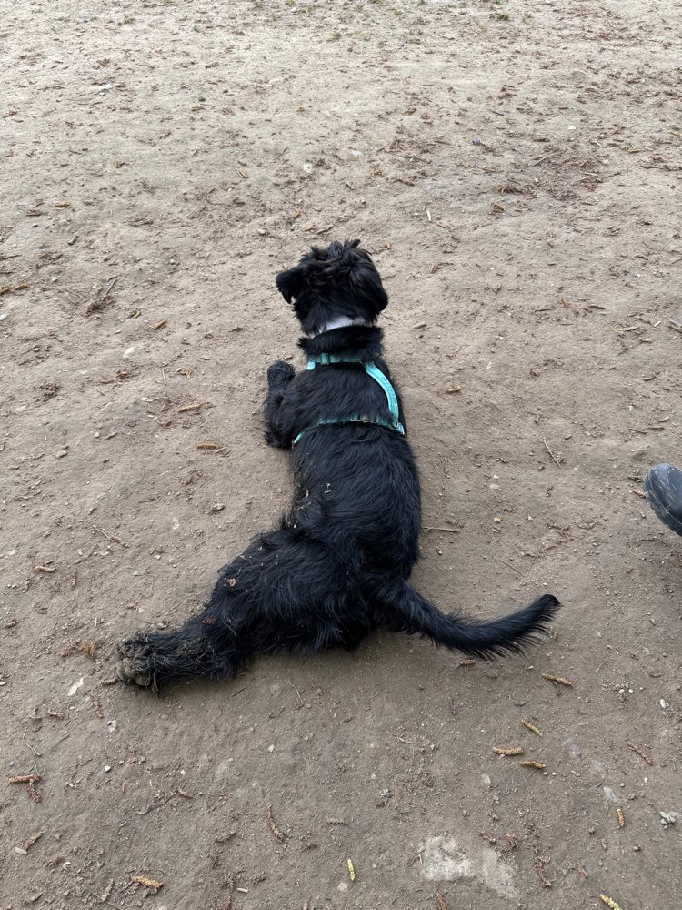 Hundetreffen-Souveräne Hunde gesucht-Profilbild