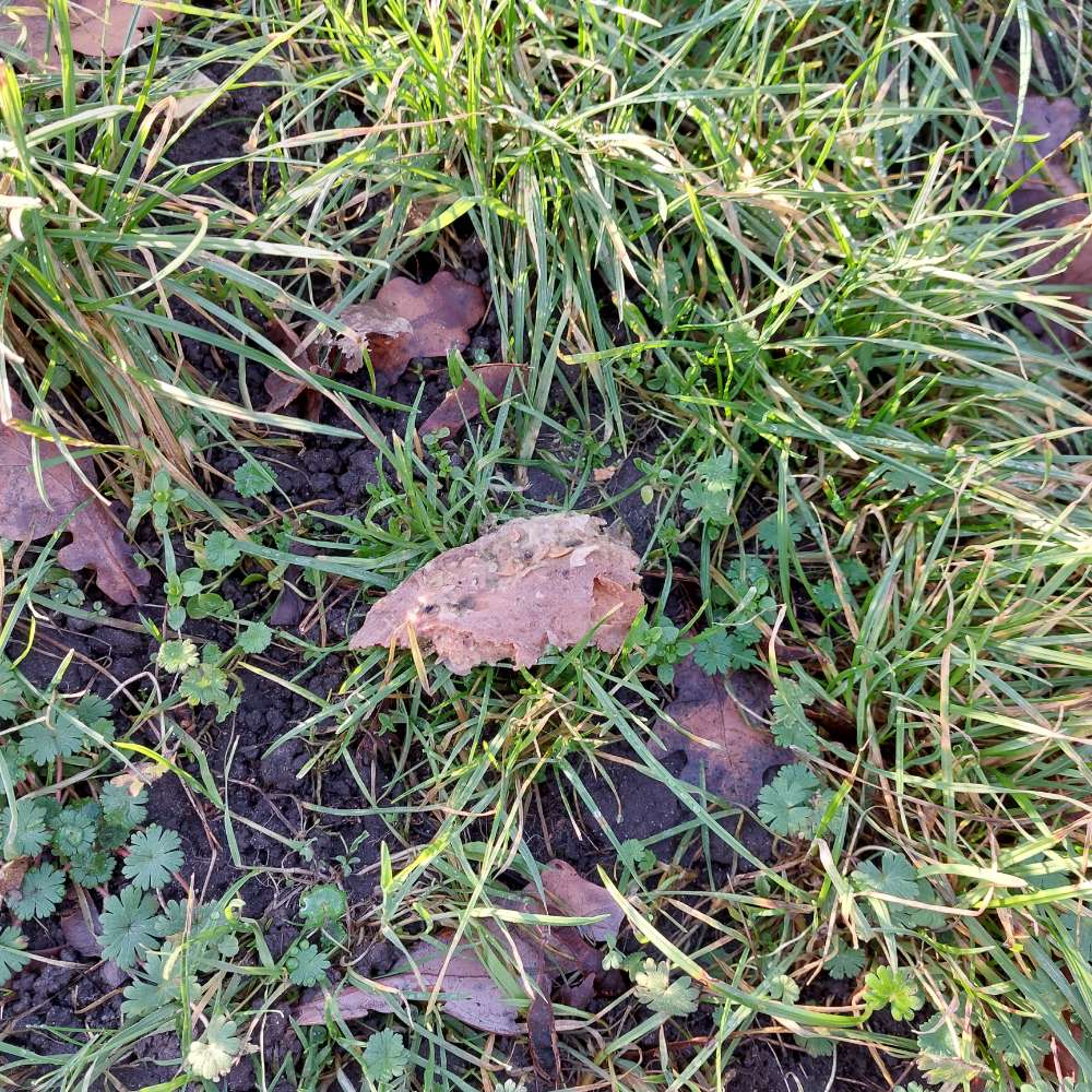 Giftköder-Verdächtiges Fleisch-Profilbild