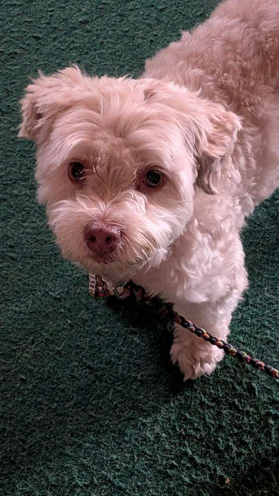 Hundetreffen-Desko sucht einen Partner zur Gassirunde-Profilbild