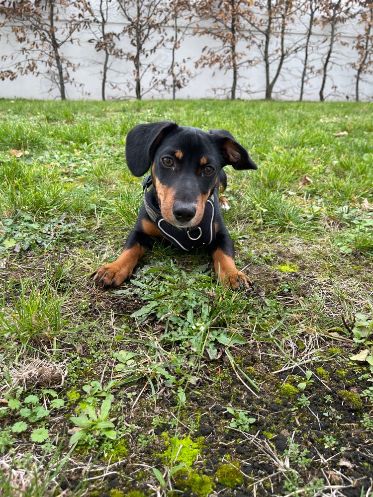Hundetreffen-Treffen mit Milo-Profilbild