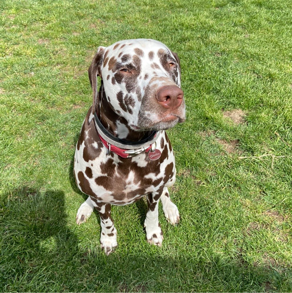 Hundetreffen-Social Walk / Hundebegegnung-Profilbild