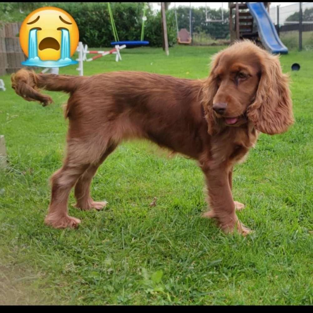 Suchmeldung-Elli-Profilbild